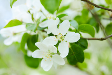 apple blossom in the spring garden, fresh white flowers of apple