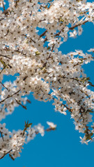 Smartphone HD wallpaper of appleblossom in spring