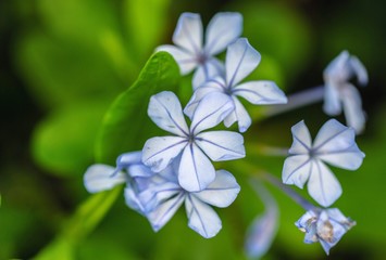 Plumbago blue flowers background.