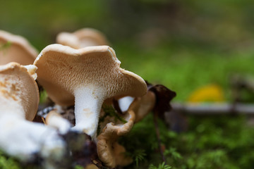 Close up of hedgehog mushrooms on green moss in a forest.
