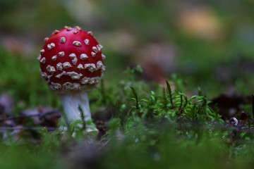 Poisonous young death cap toadstool standing in green moss.