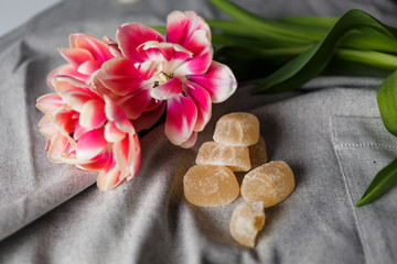Marmalade and tulips on the gray background
