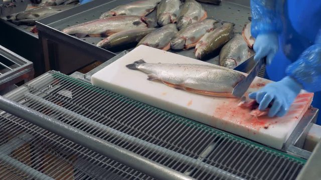 Factory worker is putting the fish onto the conveyor after cutting their heads off