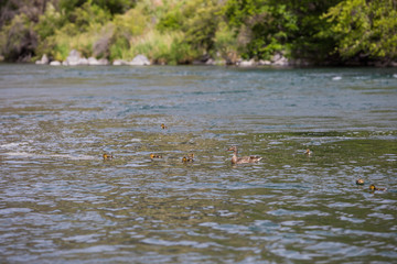Lower Deschutes River Oregon Fly Fishing Trip in May