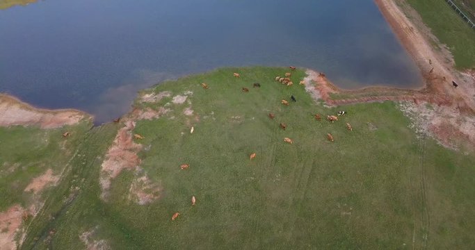 Dynamic drone shot of dairy cows grazing near a pond