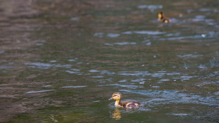 Lower Deschutes River Oregon Fly Fishing Trip in May