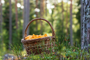 Chanterelle mushrooms in a filled wooden basket in a forest