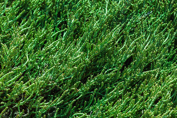 Green grass background or pattern