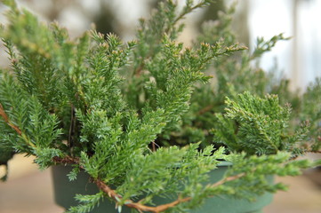 juniperus horizontalis prince of wales