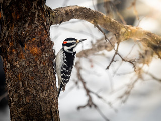 backyard woodpecker
