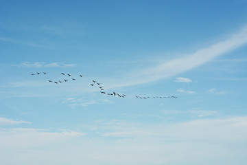 a flock of birds in the sky, background
