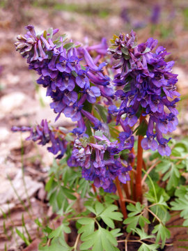 Gentle and bright first flowers of spring - ryast (Corydalis)  in the spring forest woke up after the winter and sprouted as soon as the snow disappeared. New breath of life.