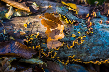 autumn leaves 