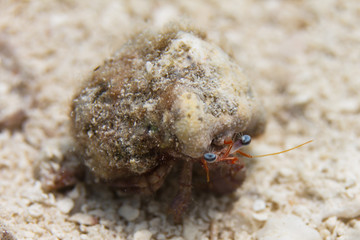 Blue-Eye Hermit Crab on Coral Reef