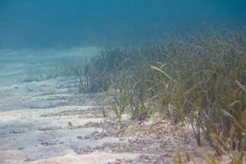 Turtlegrass (Seagrass) off Florida Keys