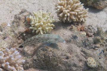 Naklejka na ściany i meble Speckled Sandperch on Coral Reef