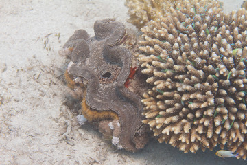 Fluted Giant Clam (Tridacna squamosa) in Red Sea