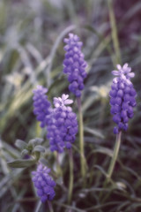 Obraz premium Archiwalne zdjęcie. piękne kwiaty muscari zdobiące trawnik w letnim parku lub ogrodzie