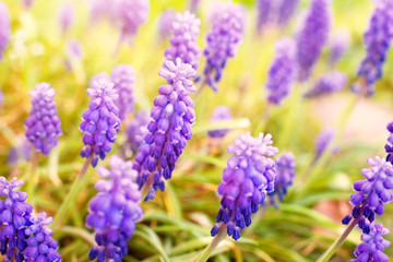 beautiful muscari flowers decorating a lawn in a summer park or garden