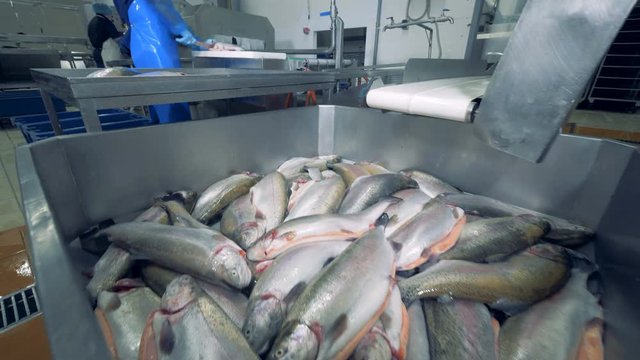 Fish is stocked in the container and some of them are getting cut