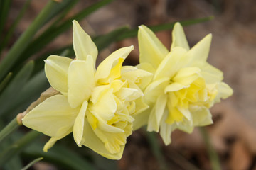 daffodil pair