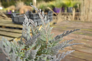 juniperus horizontalis blue chip