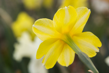 back daffodil