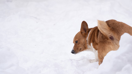 Fototapeta premium corgi dog pet