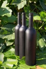 three bottles of black on the background of grape leaves, in the leaves, on the street. vineyard in the countryside. natural production. Home wine.