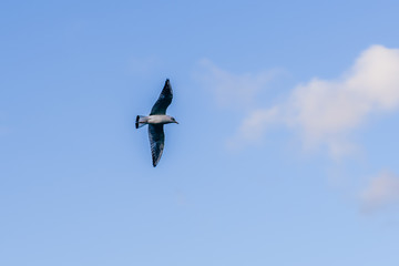 Seagull in flight