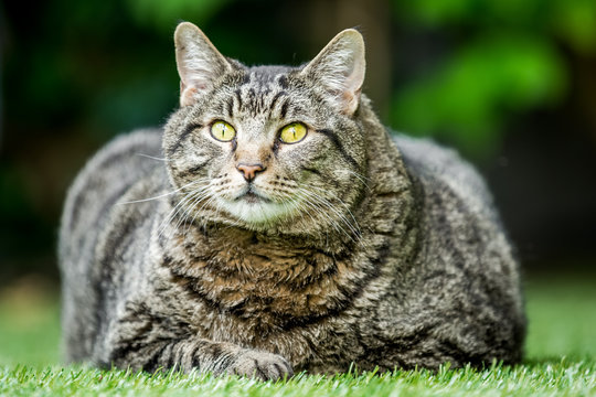 A very fat cat in a garden