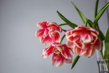 tulips on the gray linen background