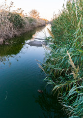 river with ducks and green bush in a park of barcelona and dry grass 