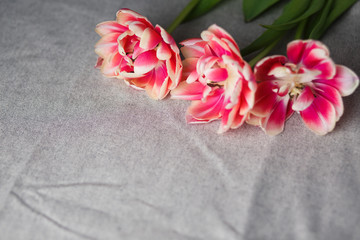 tulips on the gray linen background