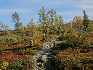 Naklejka premium Wandern in Pallastunturi (Finnland)