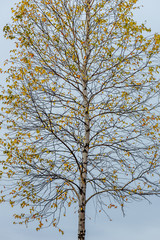 Birch tree with autumn foliage