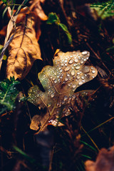 Autumn oak leaf with drops