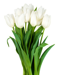 white tulips isolated