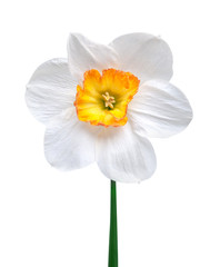 Flower of a daffodil