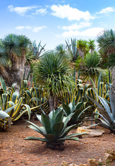  Beautiful cacti, palm trees and bushes