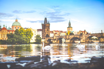 prague - swans - vltava river - charles bridge 