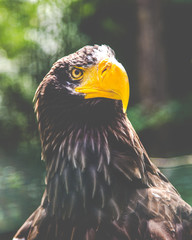 eagle close portrait