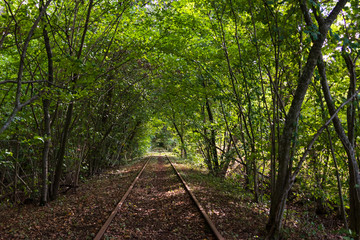 Train tracks inside a forest that has grown to a tunnel around them. Trolley available to ride along the tracks and back. Shot during summer on a warm day in southern Sweden. 