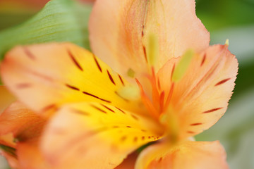 Fototapeta na wymiar A close up of a flower