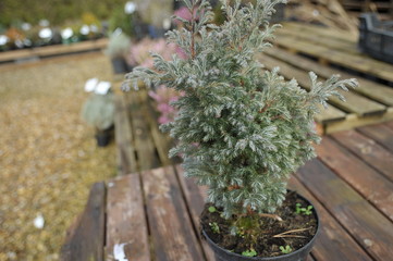 chamaecyparis pisifera