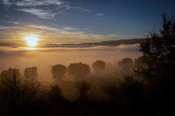 Fog and olive grove