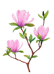 Watercolor hand drawn blooming magnolia tree branch with pink flowers