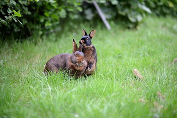 lustige Kaninchen im Sommer nach Ostern auf der Frühlingswiese