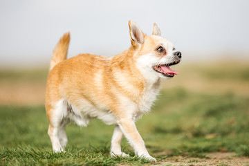 Chihuahua playing in the park