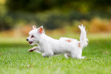 Naklejka na ściany i meble small white dog in the countryside